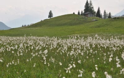I-SWAMP making the news on the World Wetlands Day
