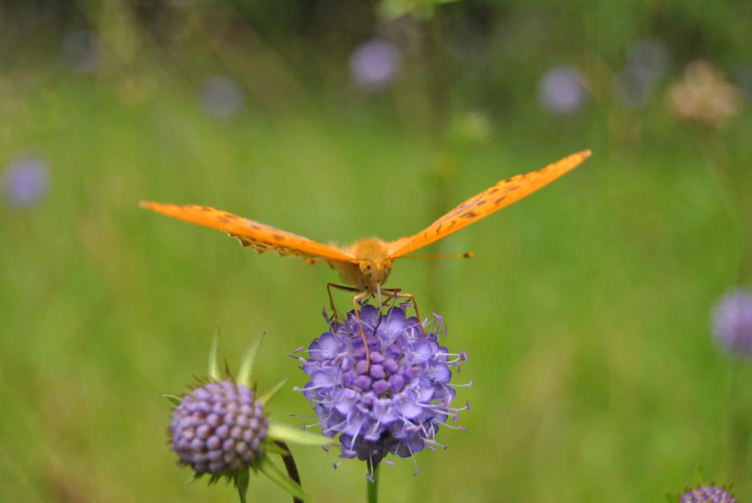 Argynnis paphia on Succisa