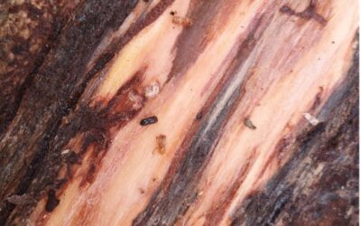 Characterization of wood chips affected by bark beetles